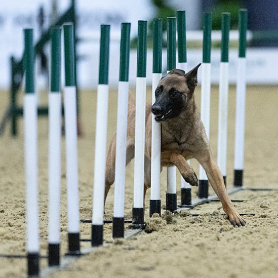 Agility Day 4