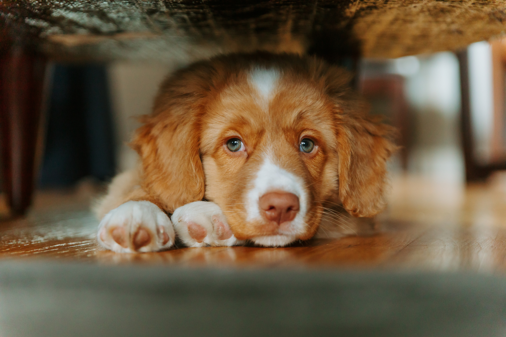 198. Nova Scotia Puppy Scared Hiding Fireworks Thunder Stocksy